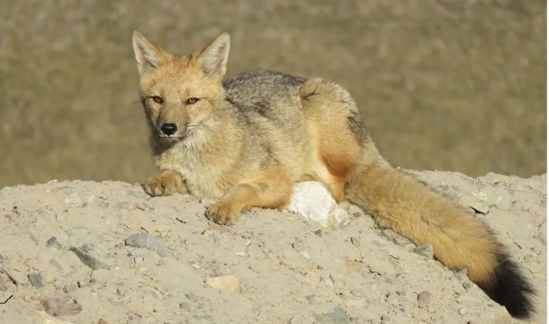 ��������MR��(�й�����)�ٷ���վ